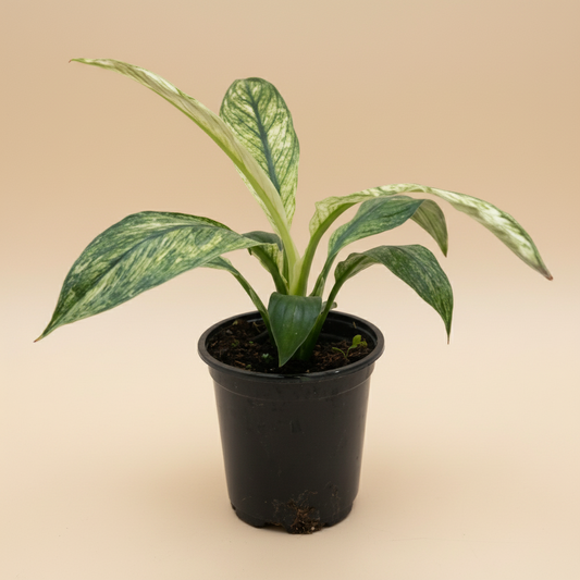 Spathiphyllum Jessica