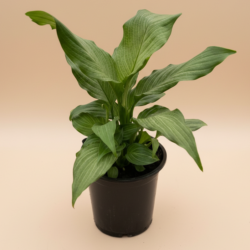 Spathiphyllum 'Platinum Mist'