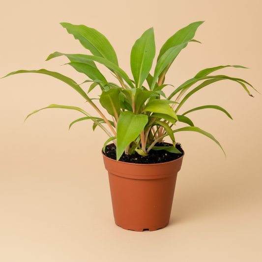 Spider Plant 'Fire Flash'