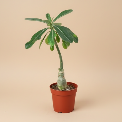 Succulent Adenium Obesum 'Desert Rose'