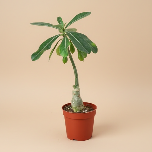 Succulent Adenium Obesum 'Desert Rose'