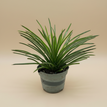 Agave Geminiflora Twin Flower