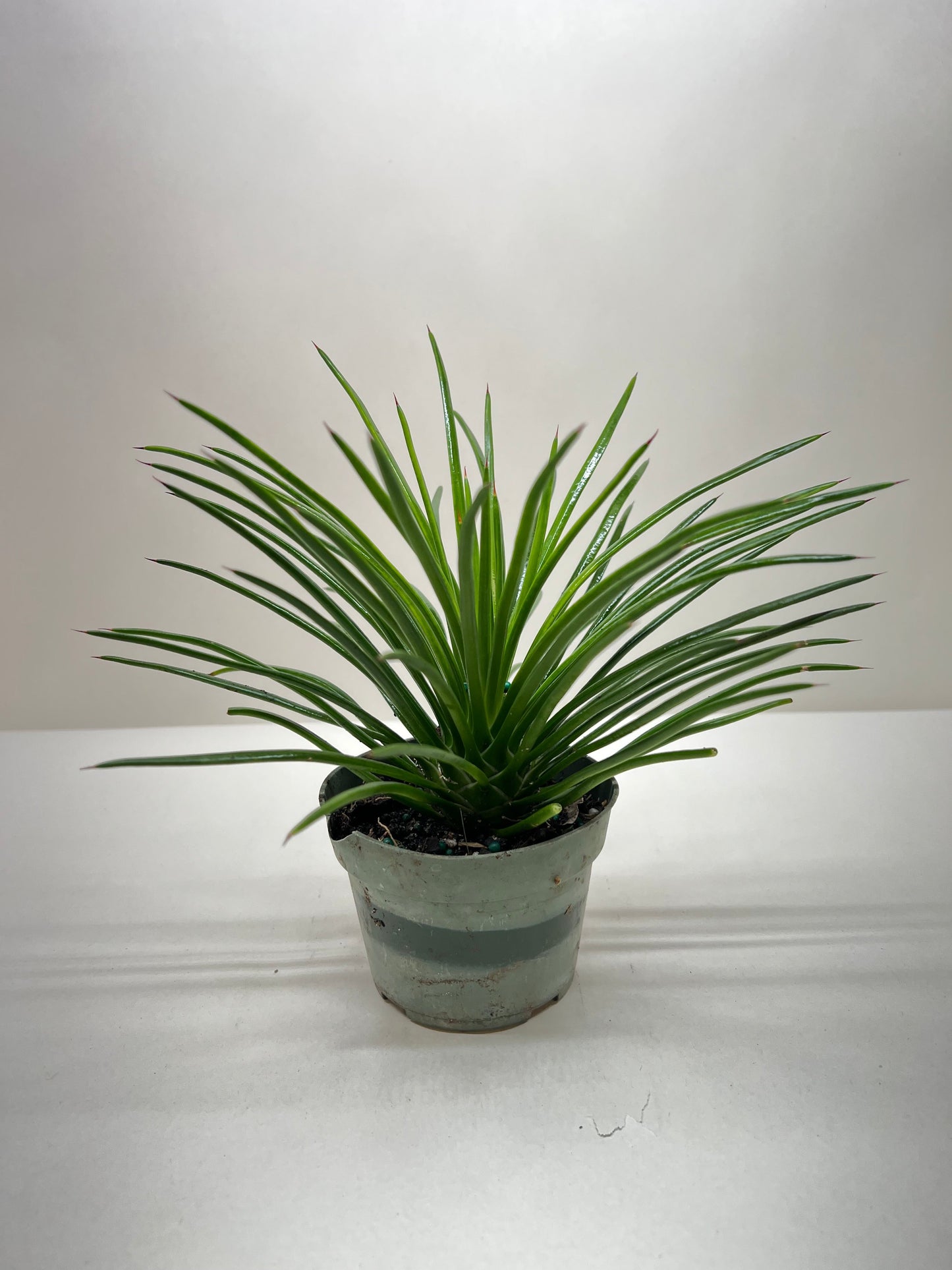 Agave Geminiflora Twin Flower