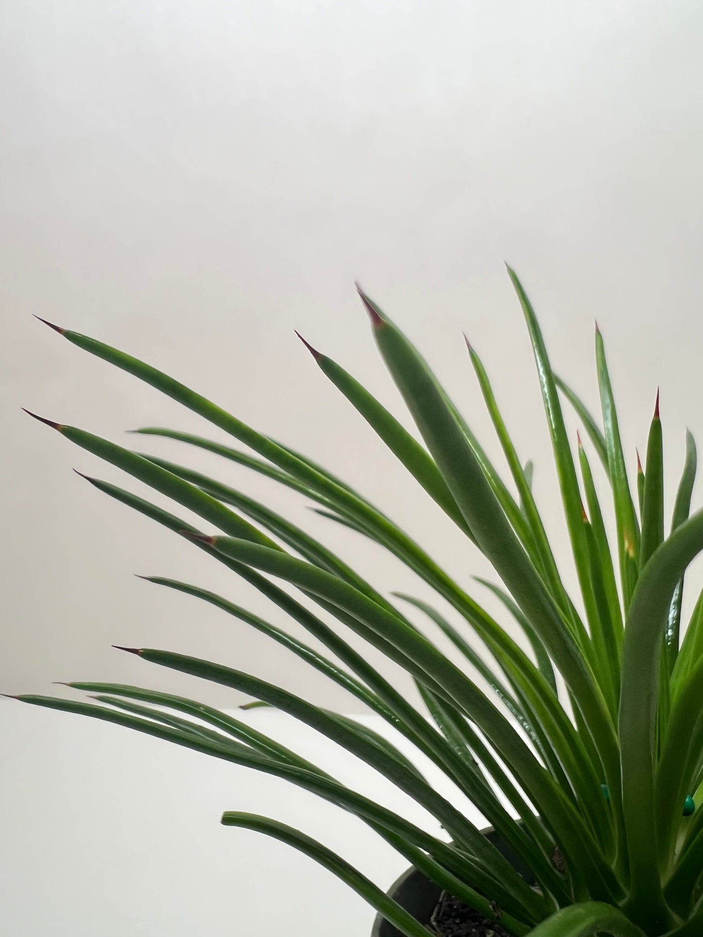 Agave Geminiflora Twin Flower