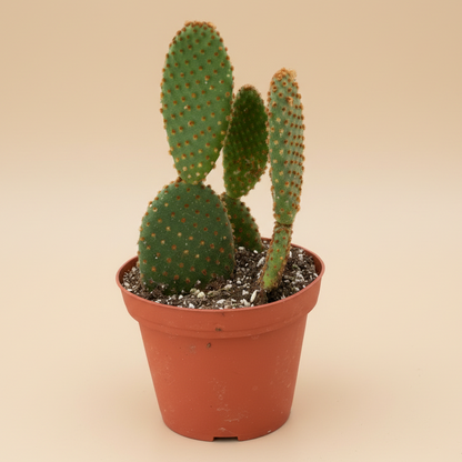 Opuntia 'Microdasys' (Bunny Ear Cactus)