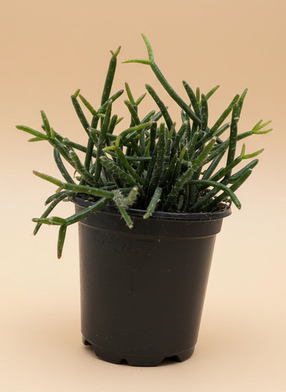 Succulent Cactus 'Mistletoe'