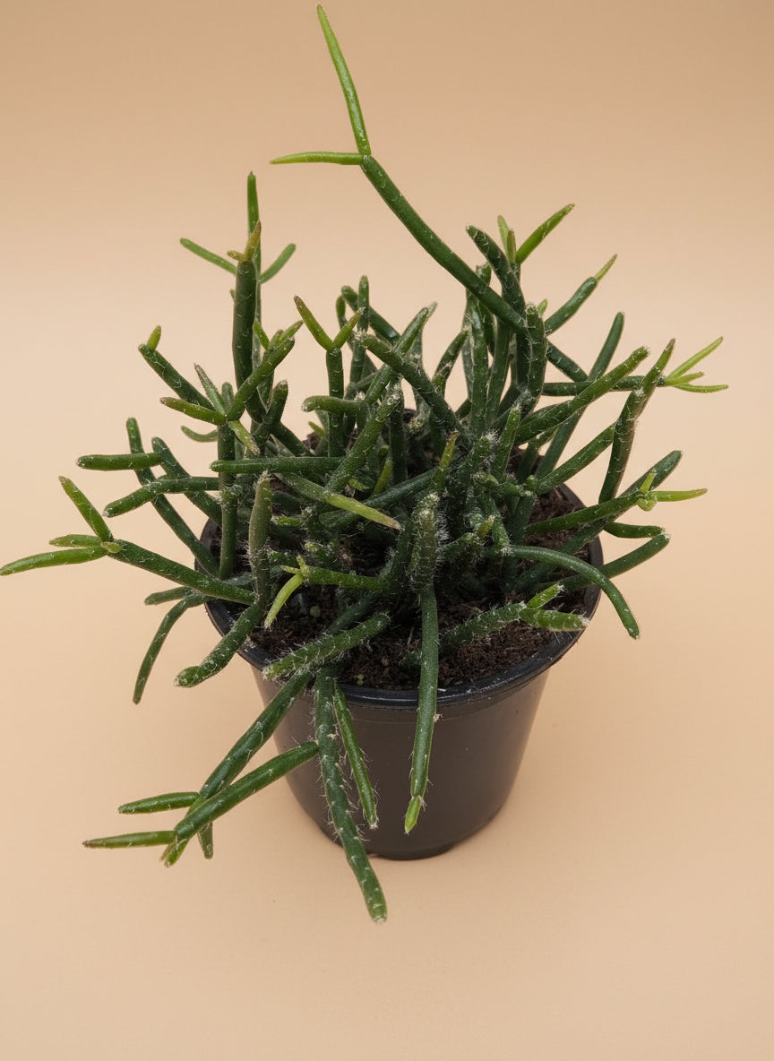Succulent Cactus 'Mistletoe'