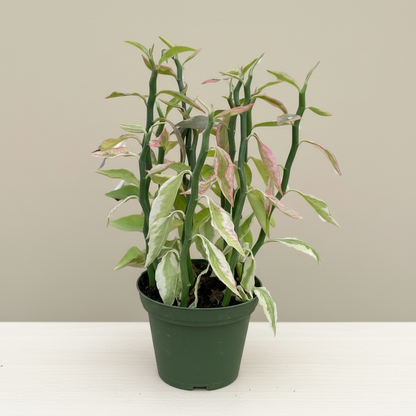Variegated Devil's Backbone Euphorbia