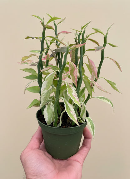 Variegated Devil's Backbone Euphorbia