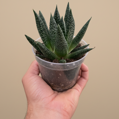 Gasteria Durban