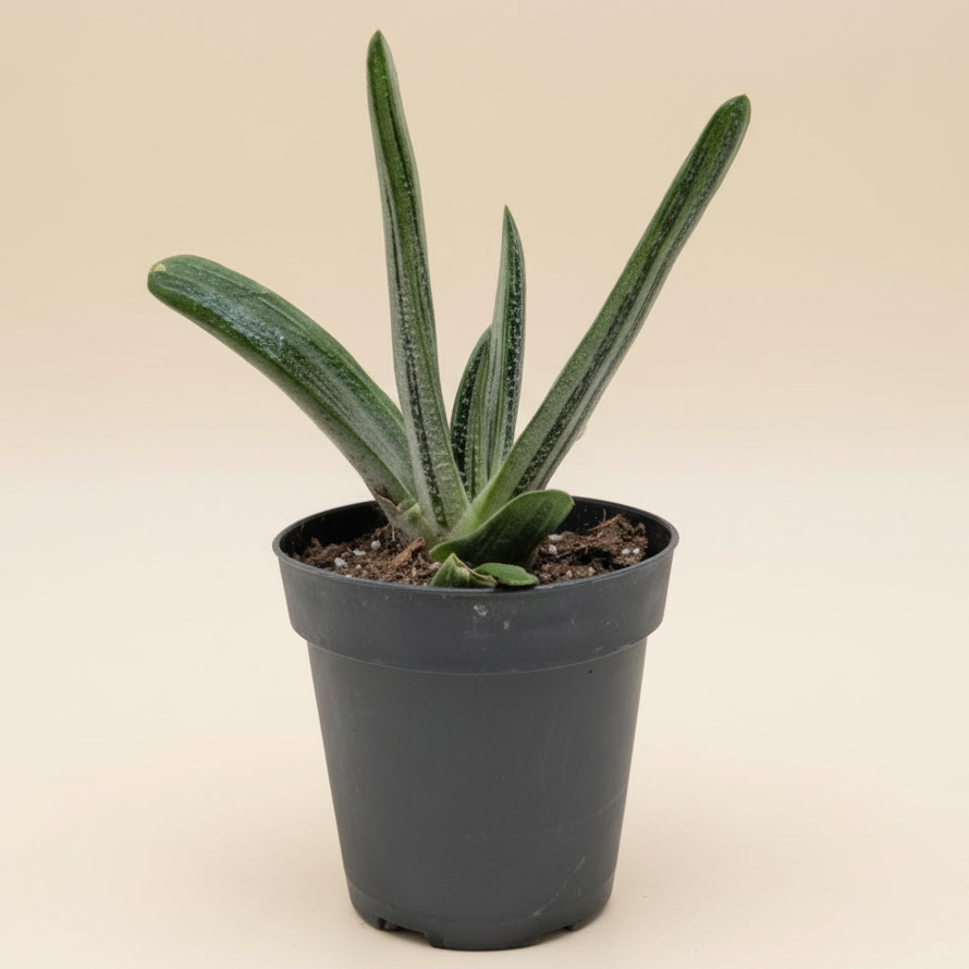 Gasteria Little Warty