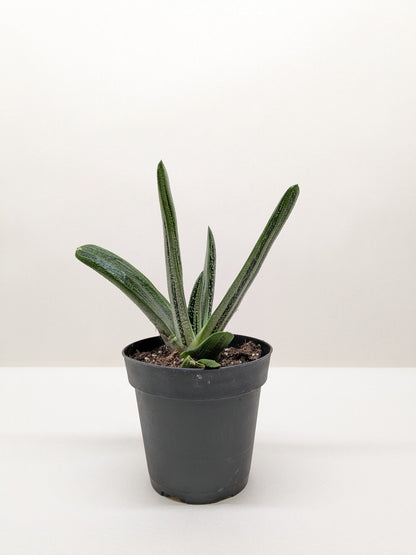 Gasteria Little Warty