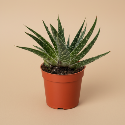 Gasteria Zimflora