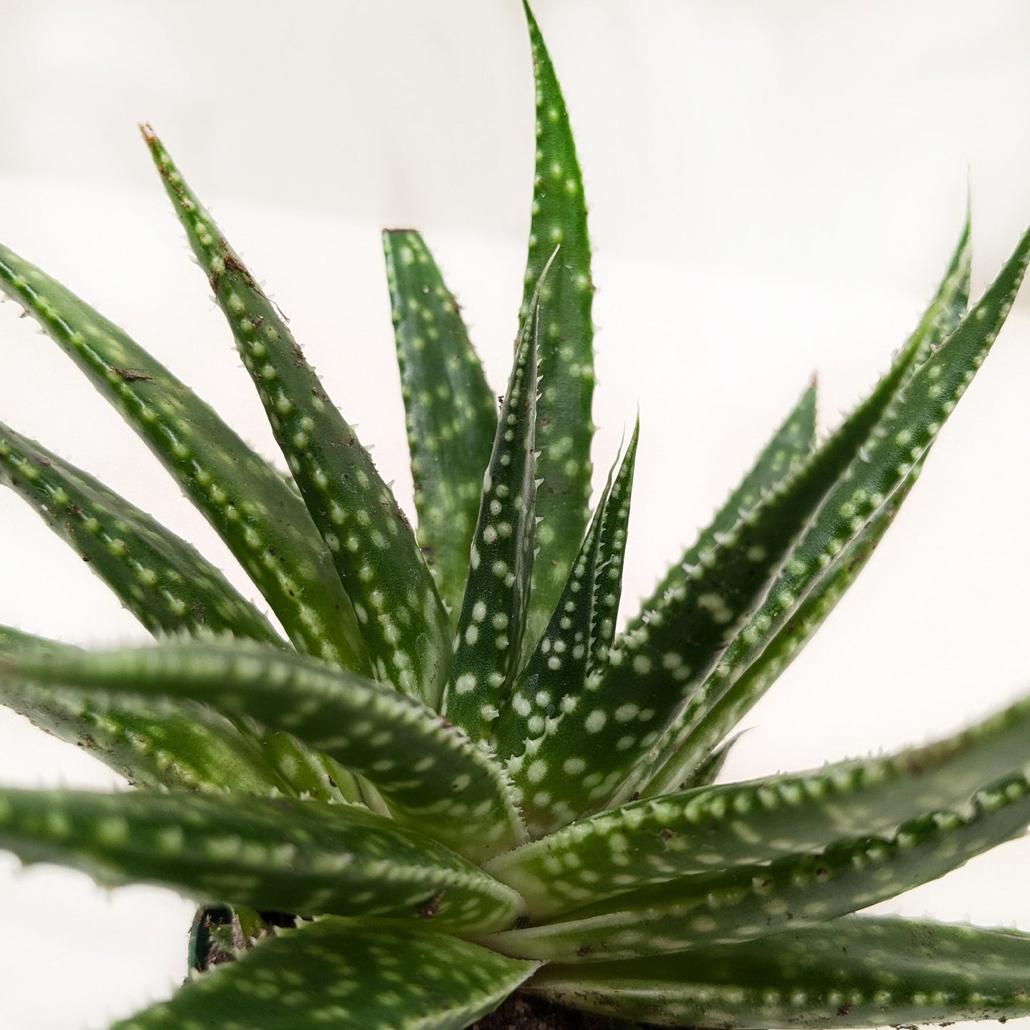 Gasteria Zimflora