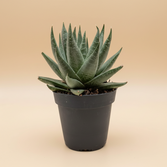 Succulent Haworthia Savanna