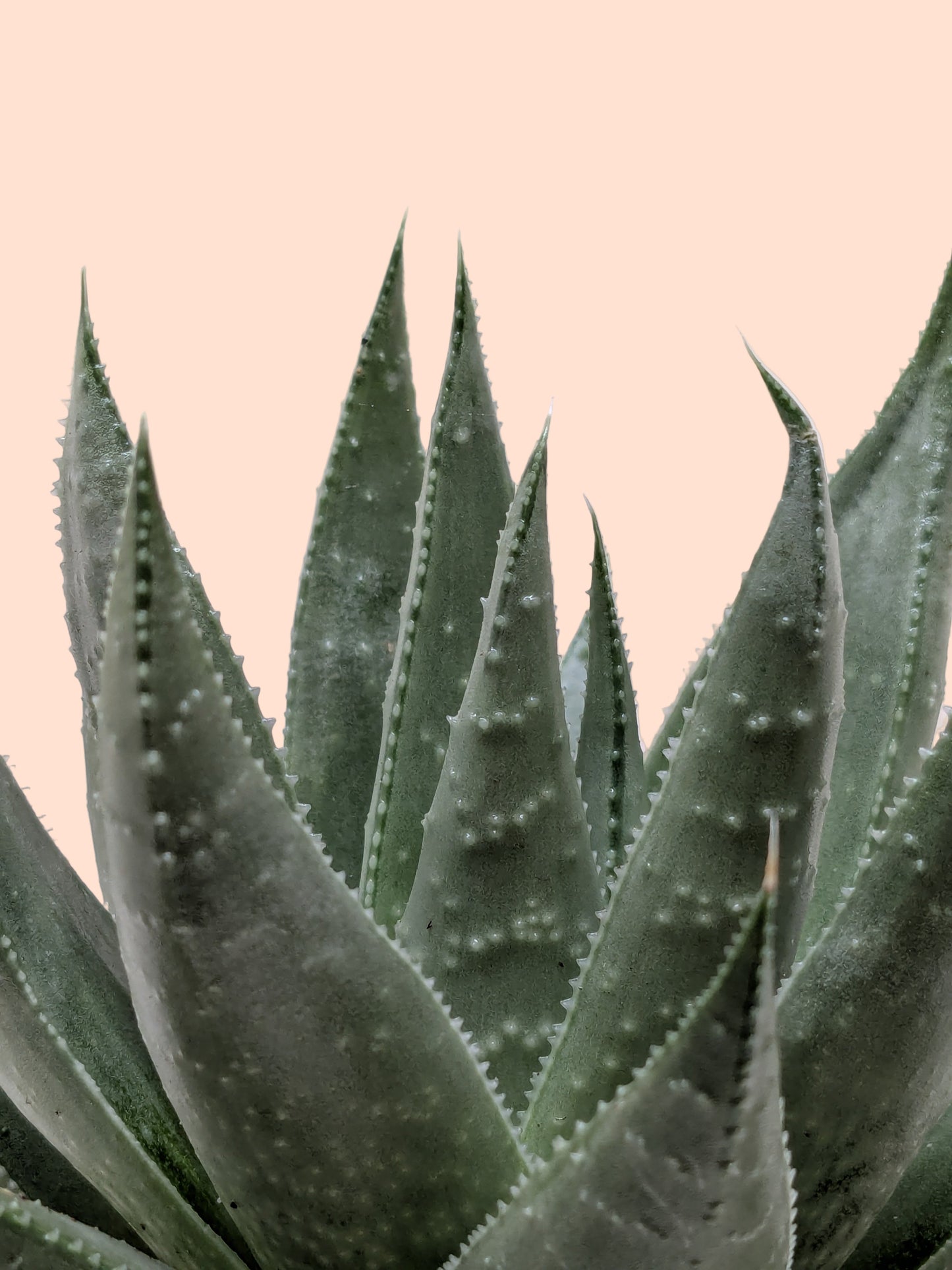 Succulent Haworthia Savanna