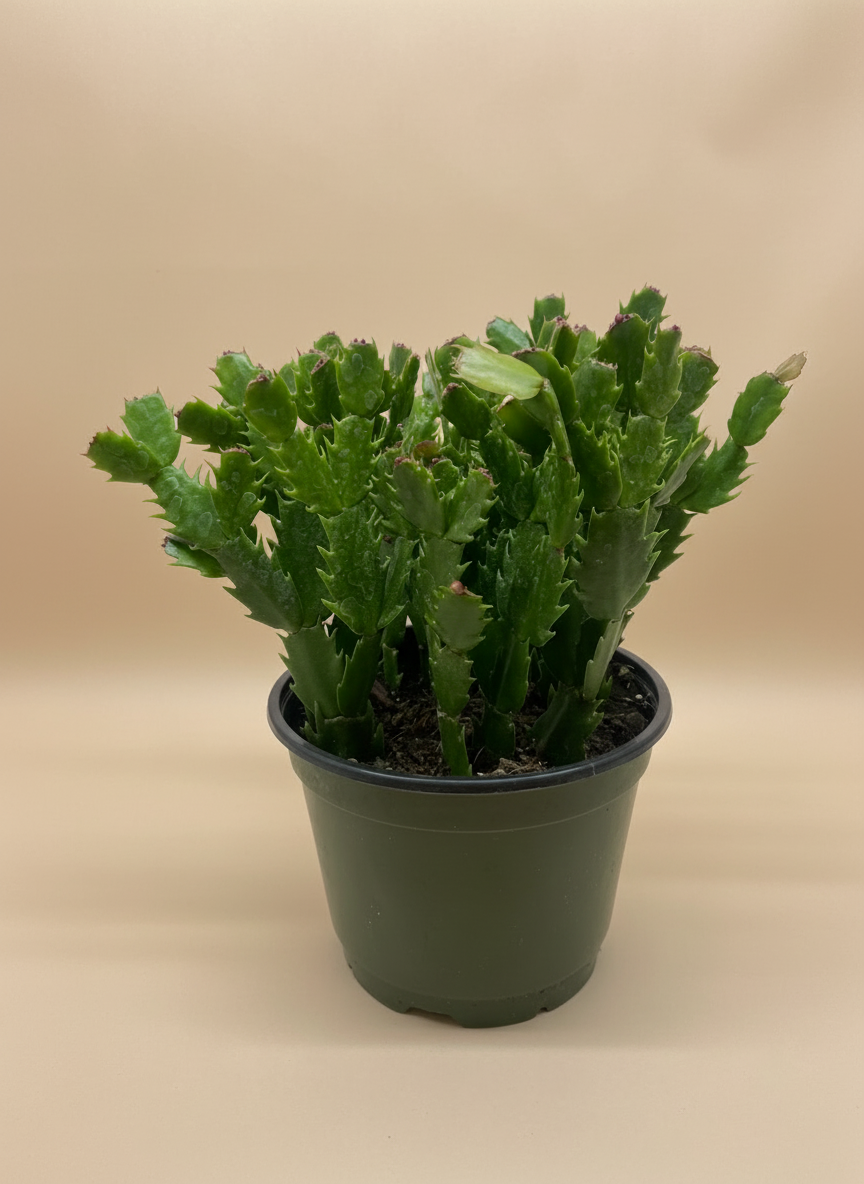 Zygocactus 'Christmas Cactus'