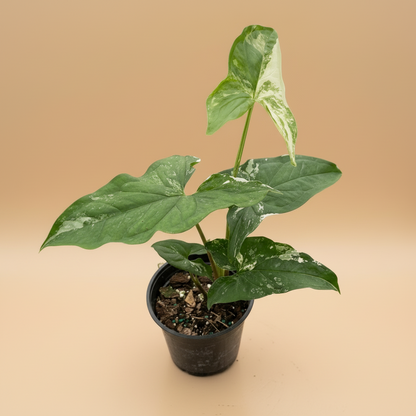 Syngonium 'Albo Variegata'