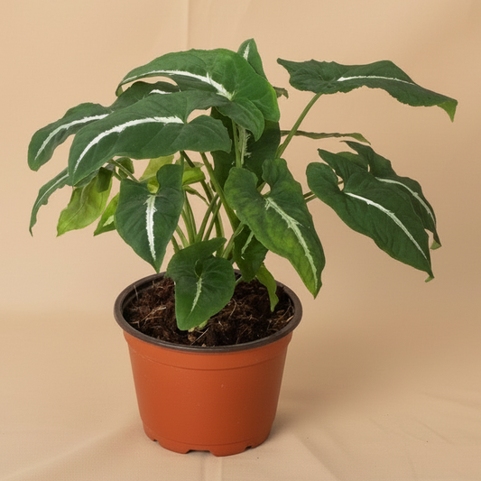 Syngonium wendlandii 'Black Velvet'