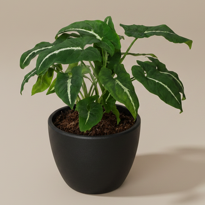 Syngonium wendlandii 'Black Velvet'