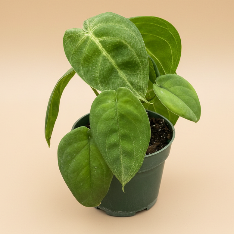 Syngonium 'Ice Frost'