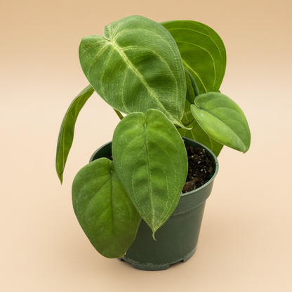 Syngonium 'Ice Frost'