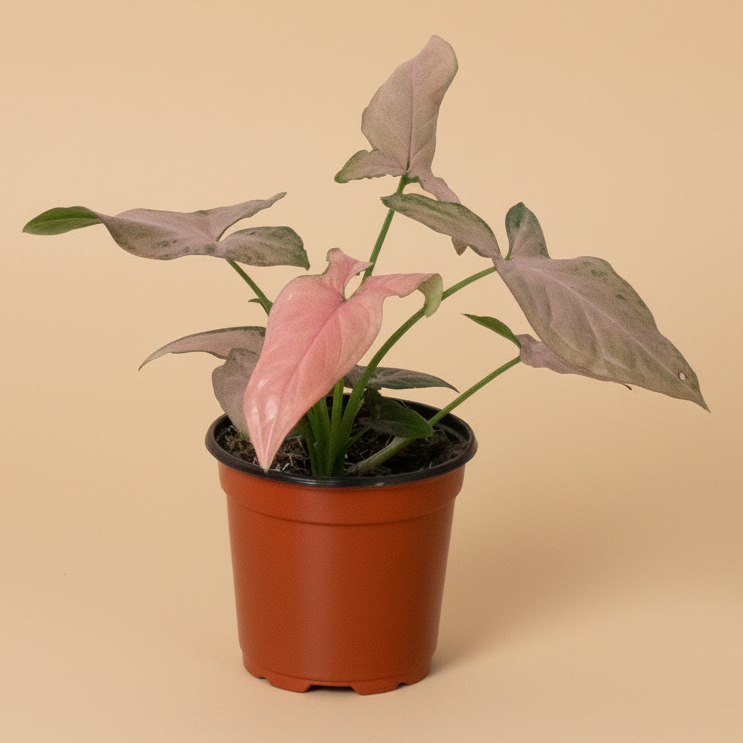 Syngonium 'Pink Splash' - 4" Pot