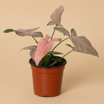 Syngonium 'Pink Splash' - 4" Pot