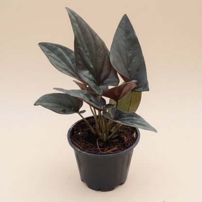 Syngonium 'Red Arrow'