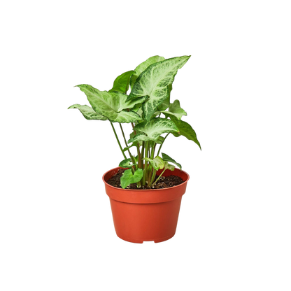 Syngonium 'White Butterfly'