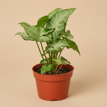 Syngonium White Butterfly