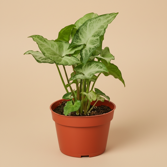 Syngonium White Butterfly