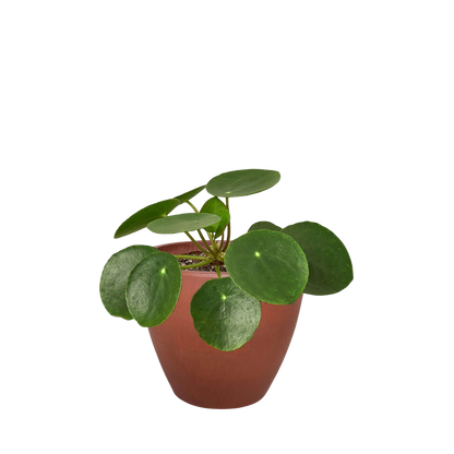 Pilea Peperomioides 'Chinese Money'