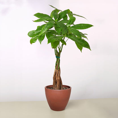 Money Tree 'Guiana Chestnut' Pachira Braid
