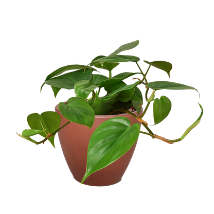 Philodendron Cordatum Heartleaf
