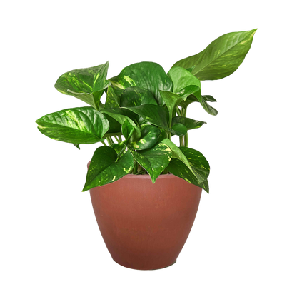 Pothos 'Golden'