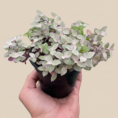 Tradescantia Callisia 'Pink Panther'