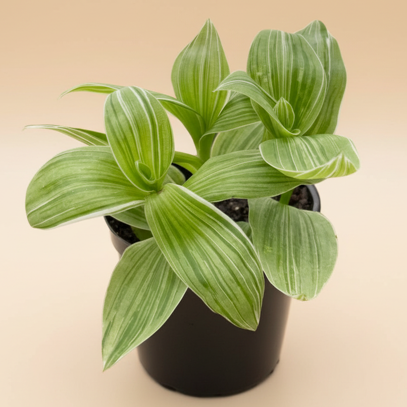 Tradescantia 'Sanna'