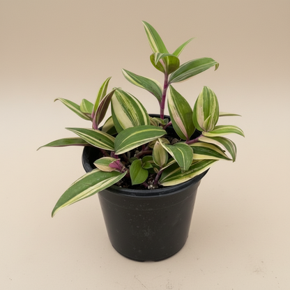 Tradescantia 'Tricolor'