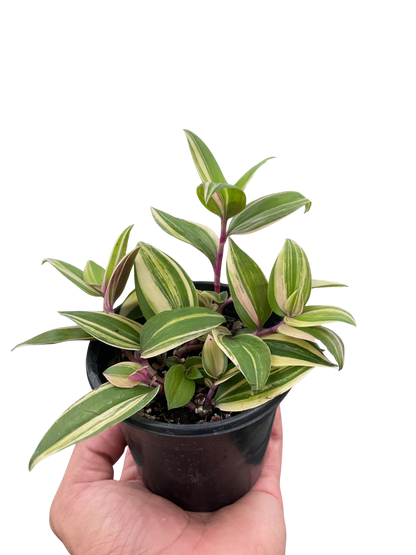 Tradescantia 'Tricolor'