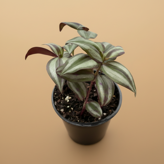 Tradescantia Zebrina 'Wandering Dude'