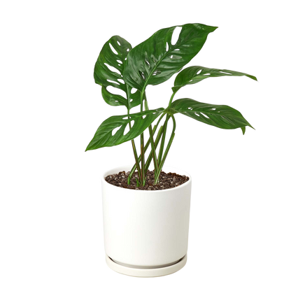 Monstera Adansonii 'Swiss Cheese'
