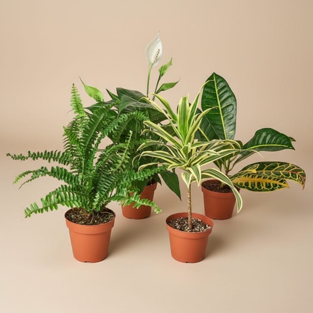 Air Purifying Variety Bundle