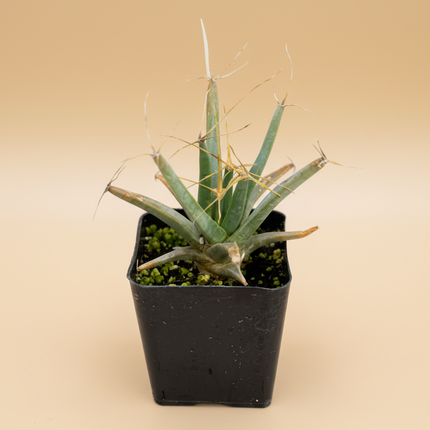 Agave Cactus | 2 inch | Leuchtenbergia principis