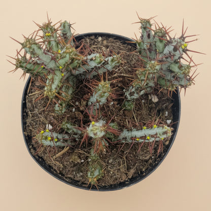 Miniature Saguaro | 3.5 inch | Euphorbia aeruginosa