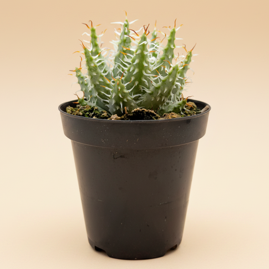 Aloe Erinacea | 3.5 inch