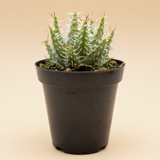 Aloe Erinacea | 3.5 inch