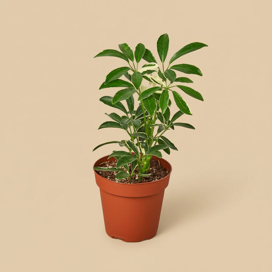 Schefflera Moonlight 'Umbrella Plant'