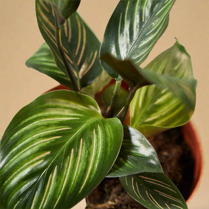 Calathea 'Beauty Star'