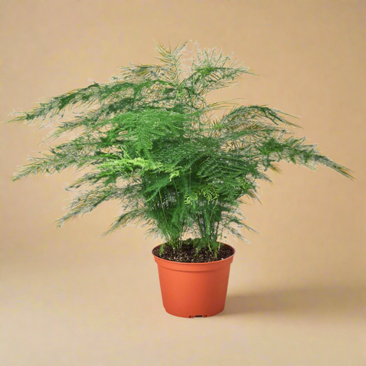 Fern 'Asparagus'